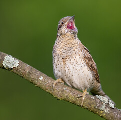 Eurasian Wryneck © Robert