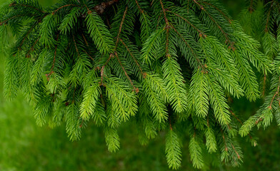 Spruce branches with young needles