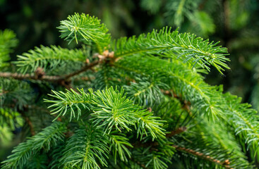 Close-up of young spruce needles on blurry background