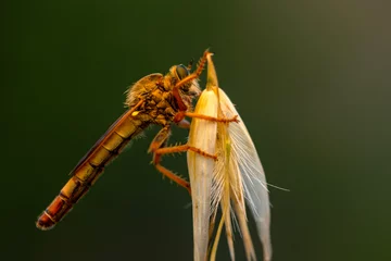 Foto op Canvas Macro shot of a robber fly in the garden © blackdiamond67