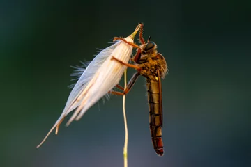 Gordijnen Macro shot of a robber fly in the garden © blackdiamond67