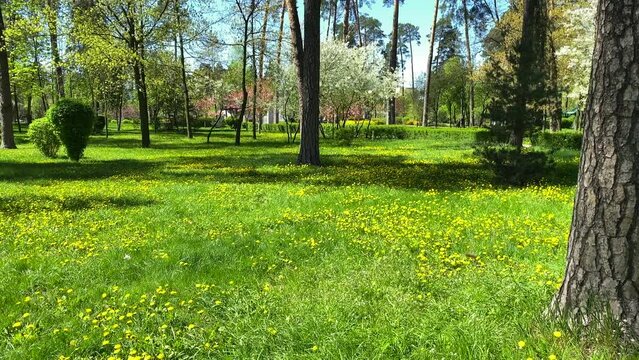 A green lawn in a park with conifers and dandelions. Slow motion shot of a green lawn in the park. High quality 4k