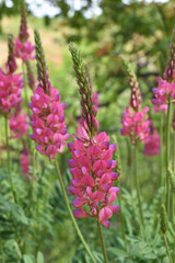 pink flowers in the garden