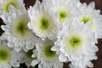 White chrysanthemum flowers bouquet of flowers in close-up