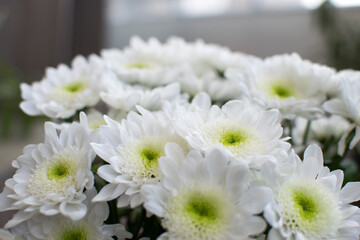 White chrysanthemum flowers bouquet of flowers in close-up