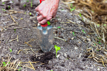 Senior adult hand planting fresh vegetables being planted in garden.