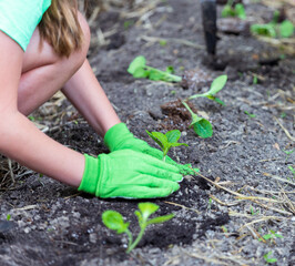 Fresh vegetables being planted in garden.