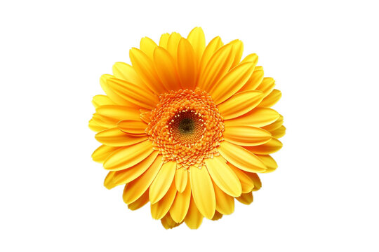 Yellow Gerber Daisy on Transparent Background. AI