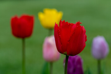 Obraz premium Tulpen im Garten