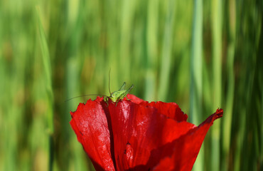 grasshopper on poppy flower