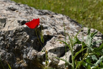 poppy flower on the mountain