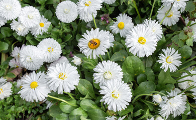Beautiful white flowers head and green petals background