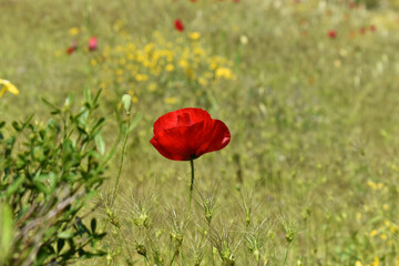 red poppy flowers in field