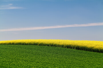 Field of wheet and rapeseed in bloom