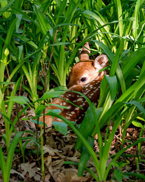White tail deer fawn in spring grass