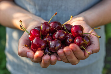 Fresh organic cherry berries in womans hands. Agriculture or harvest concept. Healthy vegan food