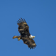 Screaming Eagle in Flight