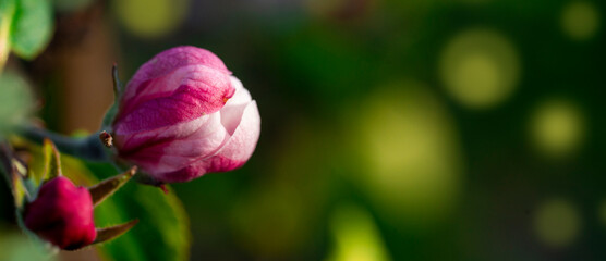 Pink apple flower bud on green blurred background