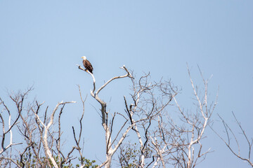 bald eagle on branch