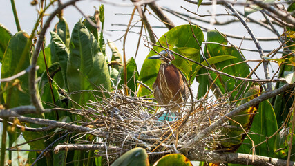 green heron bird in nest with egg