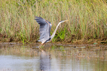 great blue heron