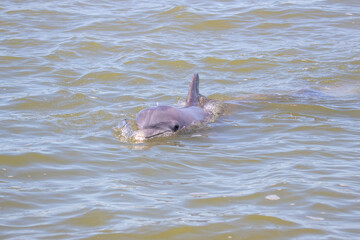 dolphin in the water