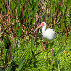 white ibis in the grass