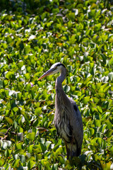 great blue heron