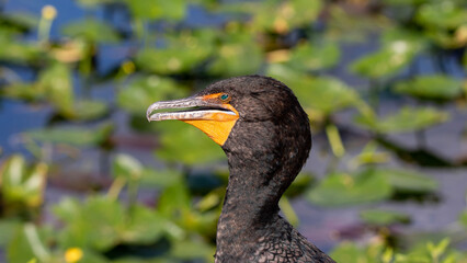 cormorant