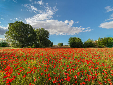 Castilla la Mancha - Albacete - Paisajes de amapolas en Ossa de Montiel