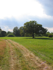 Beautiful rural road in the countryside, day landscape and tree on a summer day
