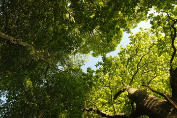 Fototapeta na wymiar sun shining through tree canopy