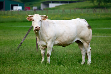 vacas en cautividad pastando en un prado 