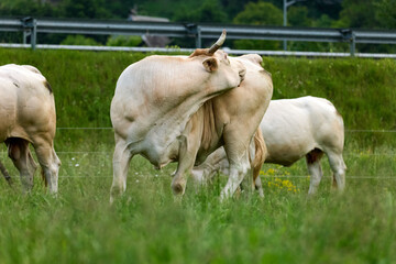 Naklejka na ściany i meble vacas en cautividad pastando en un prado 