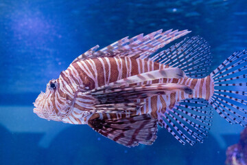Scorpion fish photo up close in an aquarium. profile photo with background sea ocean corals. brown,...