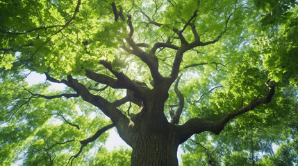 Fototapeta premium A towering tree with a magnificent canopy of green leaves creating a shaded oasis Generative AI