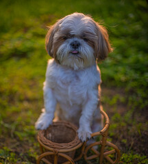shih tzu dog in the garden with a bicycle