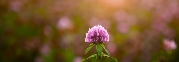 Obraz premium Red clover flower Trifolium pratense close-up.