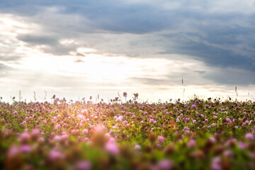 Summer landscape with a field of blooming pink clover.