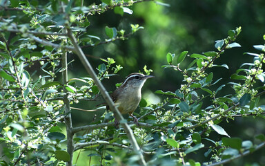 Carolina Wren Perched On A Branch