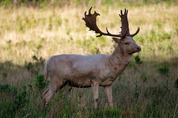 The deers of Ashton Court Estate, Bristol