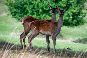 The deers of Ashton Court Estate, Bristol