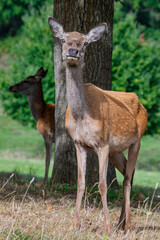 The deers of Ashton Court Estate, Bristol