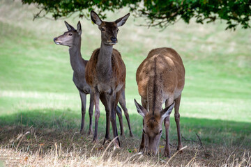 The deers of Ashton Court Estate, Bristol
