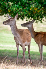 The deers of Ashton Court Estate, Bristol