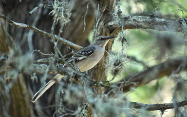 Northern Mockingbird Perched On A Branch