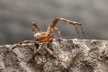 Adult male of European garden spider (Araneus diadematus) sitting on edge of a concrete fence