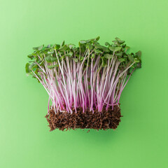 Young vegetable microgreens in coconut coir