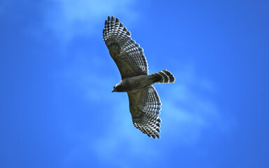 Red-Shouldered Hawk Soaring Through The Sky