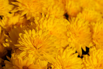 close up of yellow chrysanthemum